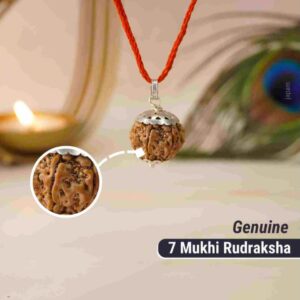 7 Mukhi Rudraksha / Seven Faced Rudraksha (Indonesian)